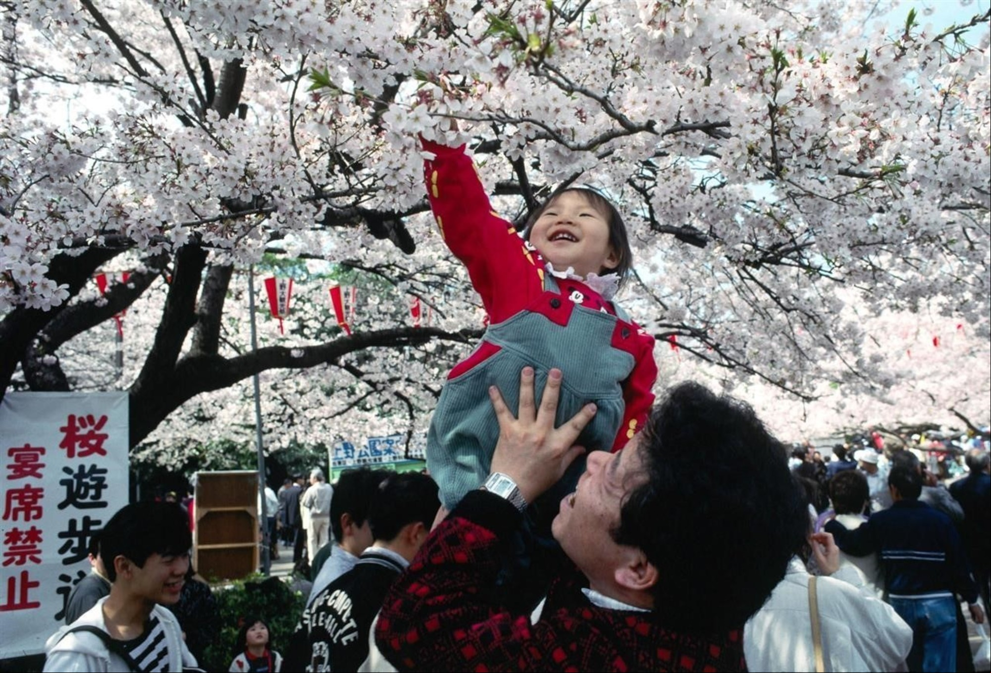 Cada primavera los japoneses celebran el hanami o contemplación de la floración de los cerezos.