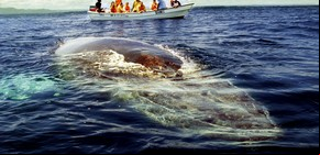 "Susurrador de ballenas", la campaña para proteger a los cetáceos
