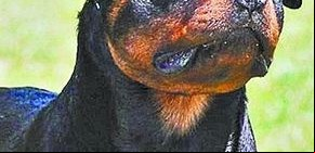 ¿Rottweiler sí o no? Uno de los debates más calientes de Entremujeres