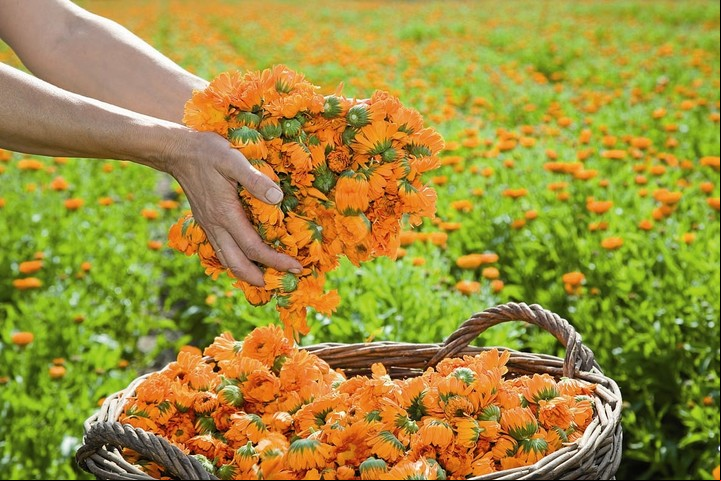 Marzo es el mes ideal para sembrar flores resistentes y garantizar una floración abundante en primavera. Foto: Archivo Clarín.