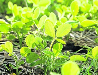 Biofertilización: una bacteria permite ahorrar hasta 15 dólares por hectárea en soja y evitar la emisión de 236 kilos de dióxido de carbono