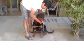 Emotivo encuentro entre el hombre que perdió un brazo con su otra rottweiler