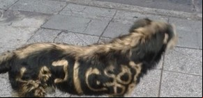 Vandalismo sin límites: pintaron grafitis hasta en un perro 