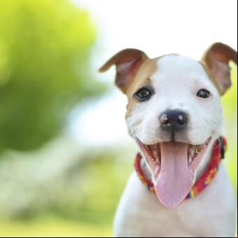 Cómo piensan los perros