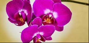 10 tips infalibles para cultivar las mejores orquídeas