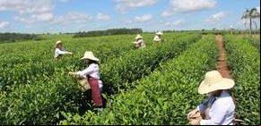 La ruta del té en Argentina: un viaje cultural y delicioso