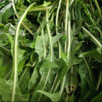 Diente de león, hierba y también verdura de hoja