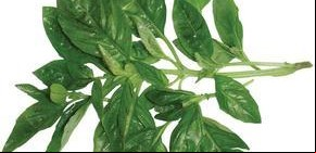El huacatay es una hierba de aroma muy intenso, típica de Bolivia y Peru