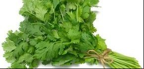 Los sorprendentes efectos terapéuticos del cilantro