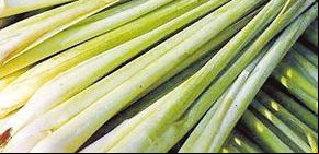 Lemon grass, hierba de sabor alimonado