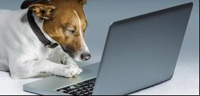 Animalvitae: los perros ya tienen un "LinkedIn" propio