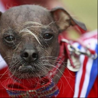 El perro más feo del mundo