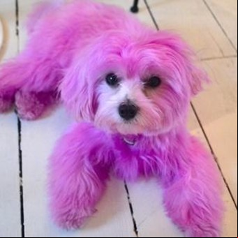 ¿Todo vale? Un perro teñido de rosa, contra el cáncer de mama