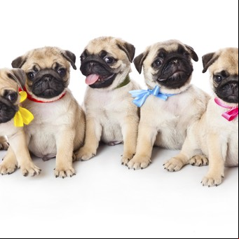 Mirar fotos de cachorros mejora la productividad