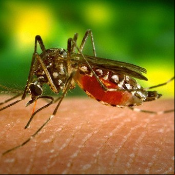 Dengue: todo lo que tenés que saber