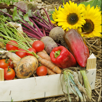Armá tu huerta urbana y tené tus ingredientes siempre a mano