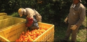 Alerta roja: doce economías regionales están en crisis en Argentina