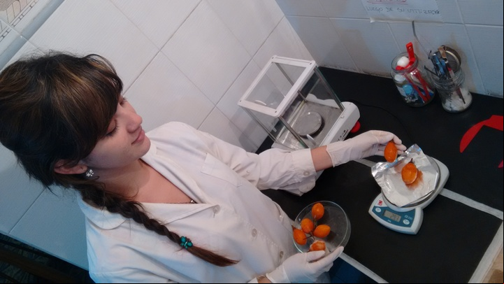 CLAIMA20150924_0038 Una investigadora en Tucumán, trabajando con los frutos de chilto.