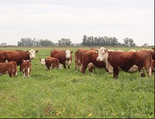 Precio de la carne: con menos stock, comenzó la recuperación del valor de la hacienda