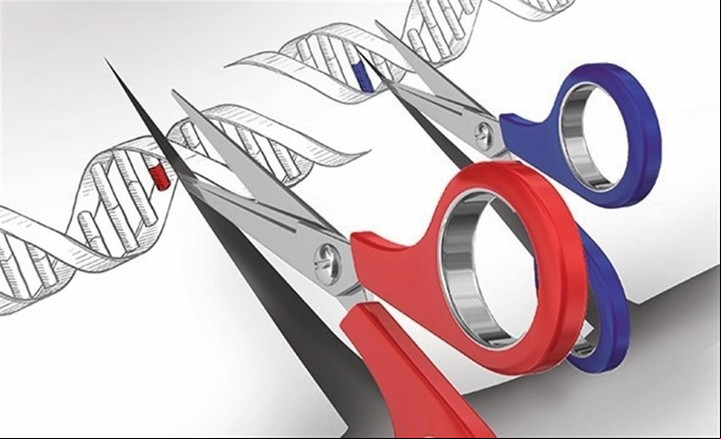 La técnica de edición genética abre un horizonte de tratamientos de diferente enfermedades.