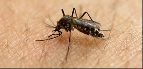 Aerolíneas ofrecen cambios de pasajes por virus zika