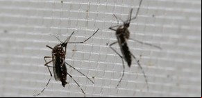 Confirmaron el primer caso pediátrico de chikungunya