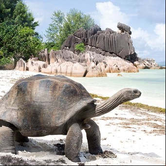 Ocho islas habitadas sólo por animales