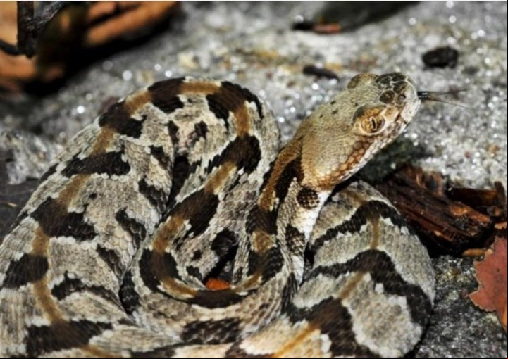 La víbora cascabel también es venenosa y puede causar efectos similares a los de la yarará. Foto: Clarín.