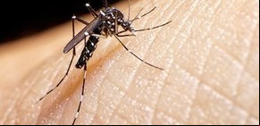 La OMS aprueba la primera vacuna contra el dengue