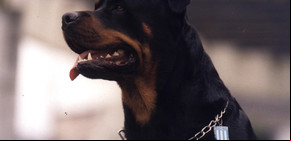 Un rottweiler y un boxer atacaron y mataron a un nene de 16 meses