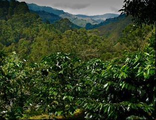 Colombia: con el aroma y el sabor de un buen café