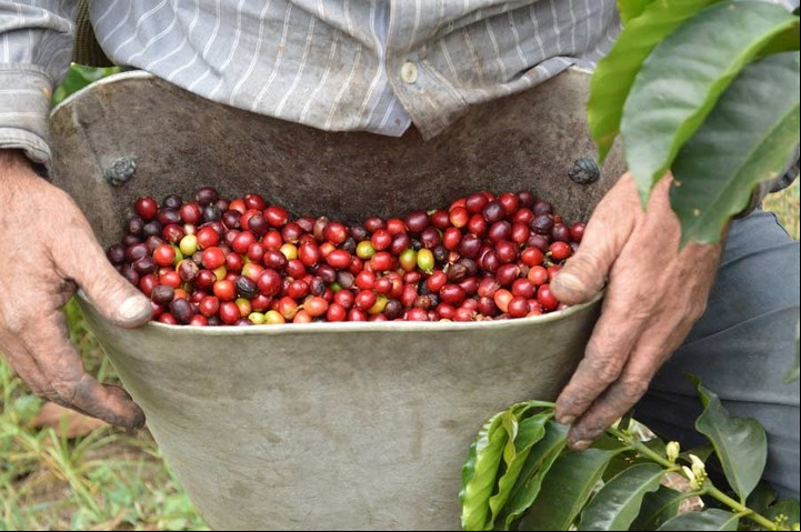 En la Ruta del Café, Antioquia, Colombia