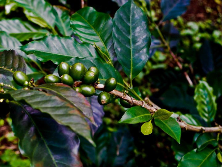 Una visita a la fina El Cafetal, Antioquia, Colombia