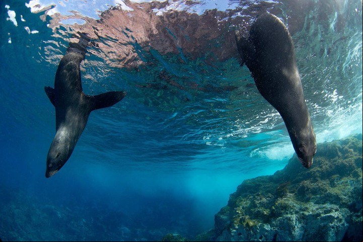 El nuevo parque marino tendrá más de 300.000 km2.