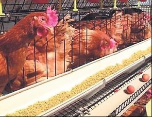 553 huevos por segundo: la impactante cifra de una agroindustria que creció en 2024