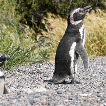 Juicio histórico por la matanza de pingüinos en Punta Tombo: qué es un "ecocidio" y la pena que puede recibir el imputado