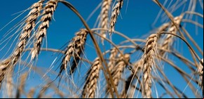 Cuánto tiempo se tarda en cosechar el trigo