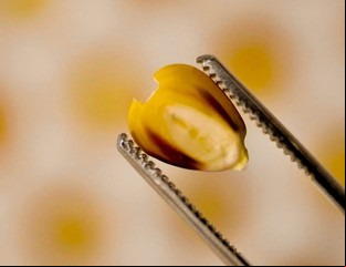 El Reino Unido, tras el Brexit, vuelve a ser el eje de la biociencia