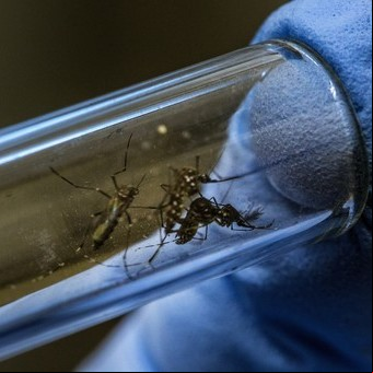 La batalla para "fabricar" mosquitos que no transmitan enfermedades