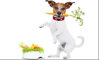 10 alimentos que hacen daño a tu perro