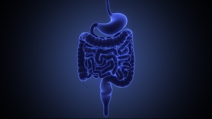 El mesenterio tiene una función de "sostén" de los intestinos y los vasos sanguíneos que los irrigan viajan a través de él. identifican un nuevo organo en el cuerpo y ayudara a tratar enfermedades mesenterio