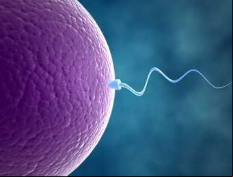¿El consumo de soja afecta la fertilidad?