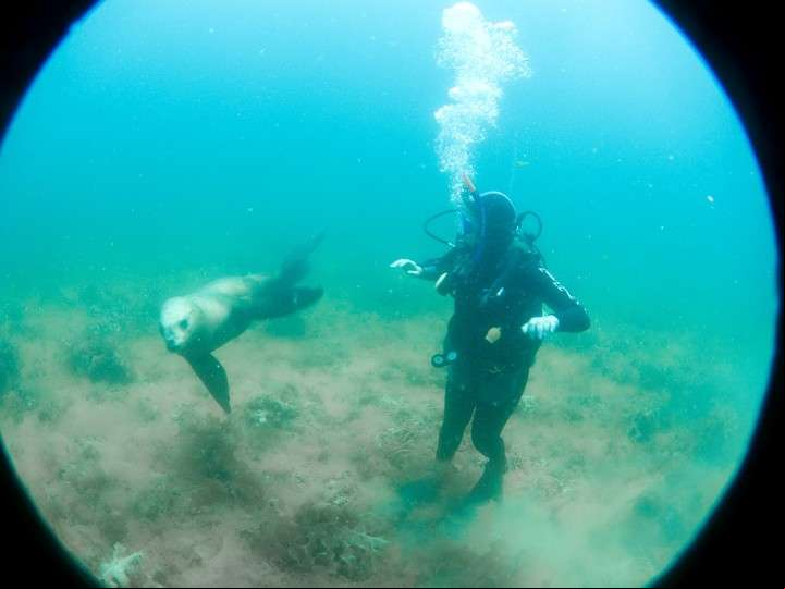 Buceo con lobos marinos, un clásico de Puerto Madryn.