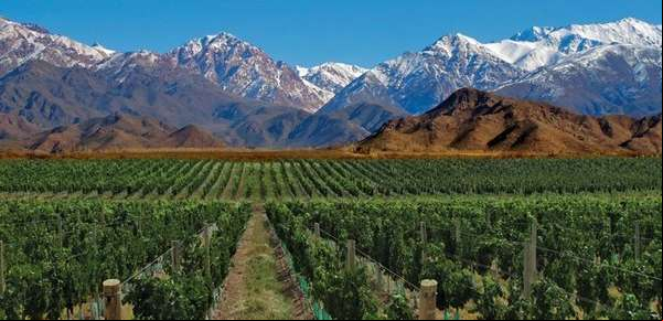 Los vinos argentinos de alta calidad suman valor por su identidad regional