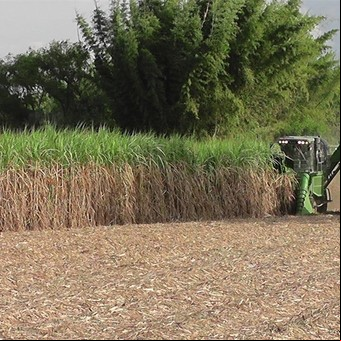Nuevas tecnologías para la caña de azúcar y los porotos del NOA