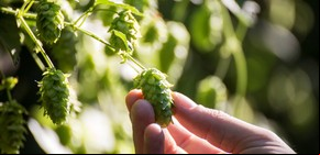 Para el mayor coloso cervecero del mundo, Argentina ya es su centro global de agronegocios