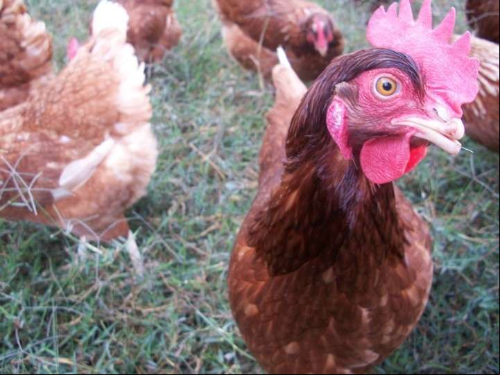 En algunos casos, los huevos libres de jaula tienen más carotenos y omega 3.