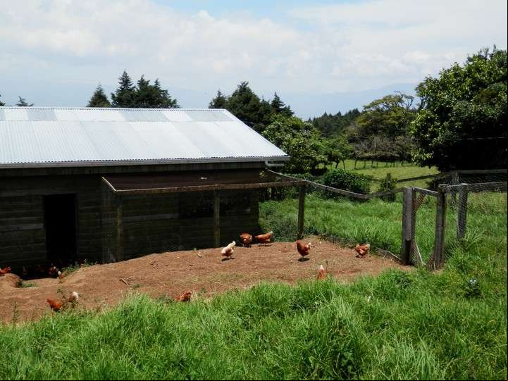 Las gallinas "libres de jaula" tienen niveles más altos de bienestar. Foto Jenny Brown/HSI.