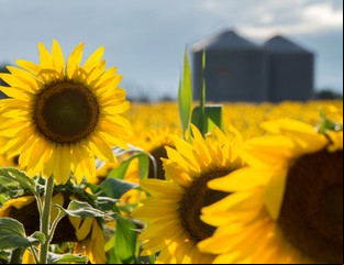 Advierten que la cadena del girasol está golpeada por bajos precios y retenciones