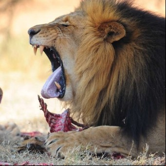 La historia del niño de 8 años que sobrevivió perdido cinco días en un lugar infestado de leones